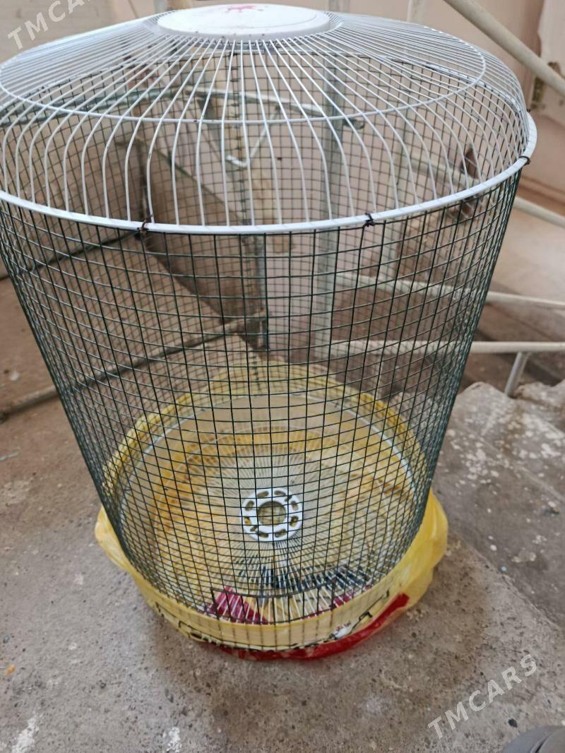 kletka, клетка - Aşgabat - img 1