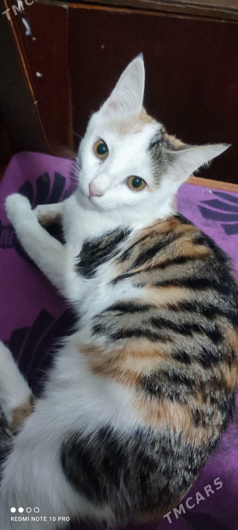 котята - Türkmenabat - img 2