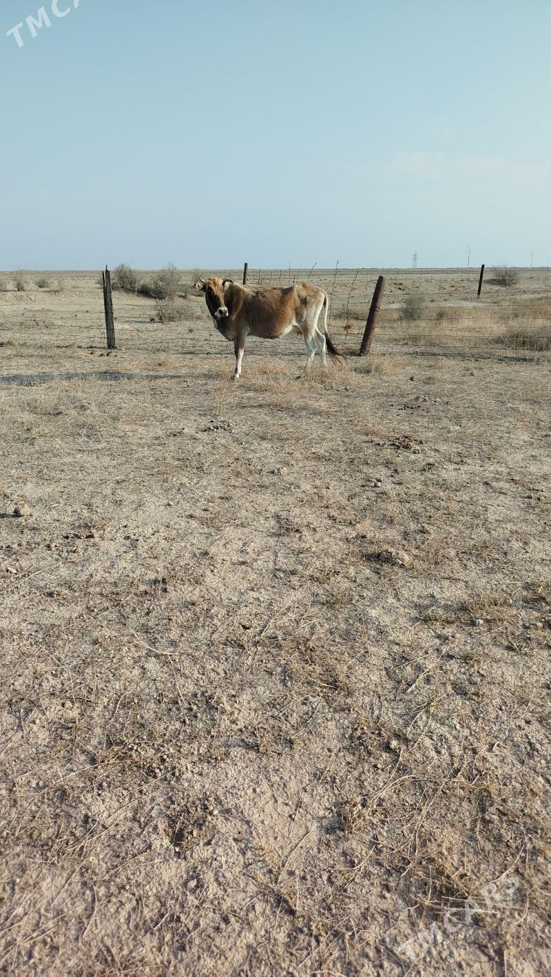 bogaz sygyr - Esenguly - img 6