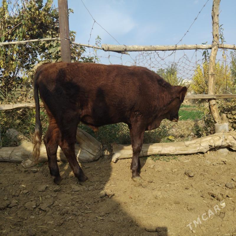 öküz - Babadaýhan - img 4