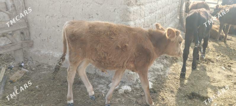 3 okuz, okuzce - Ýaşlyk - img 2