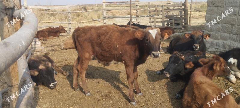 3 okuz, okuzce - Ýaşlyk - img 3