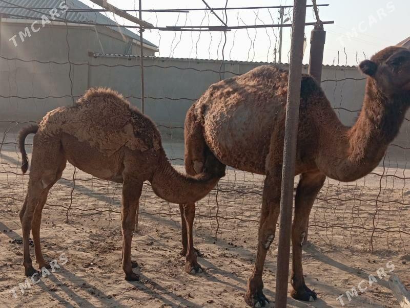 Köşekli DüyeKöşekli Düýe - Esenguly - img 2