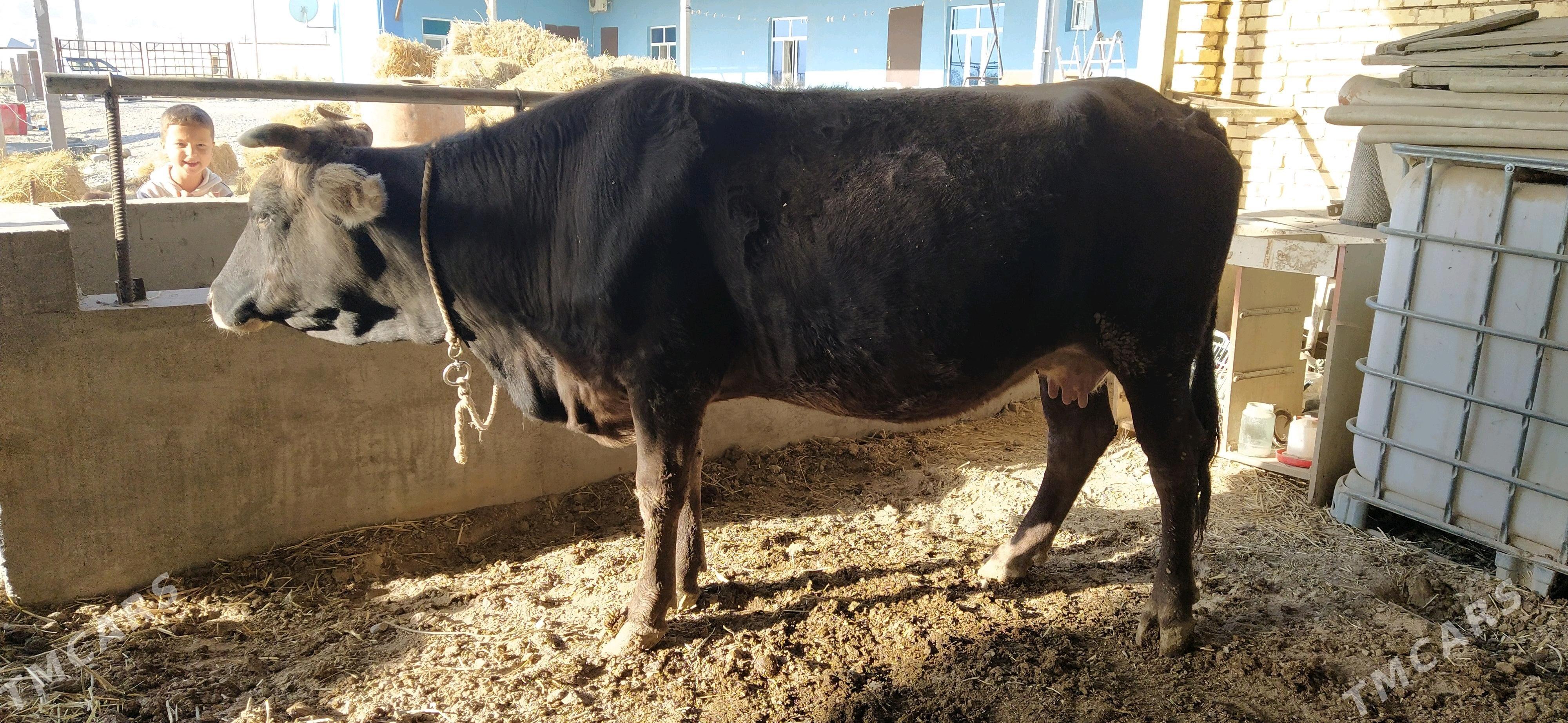 Sygyr - Kaka - img 2