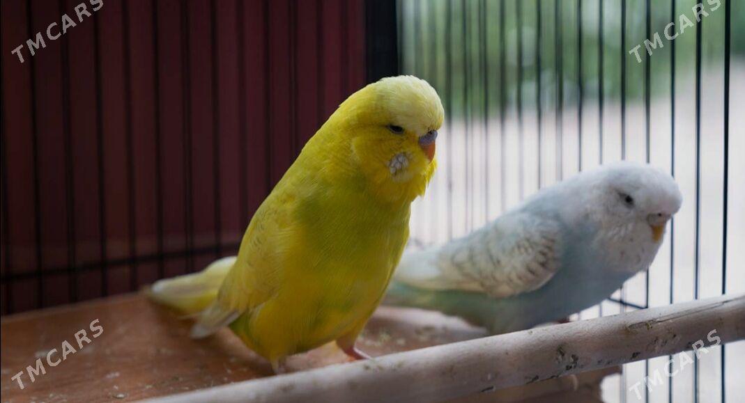 popugay gus - Aşgabat - img 2