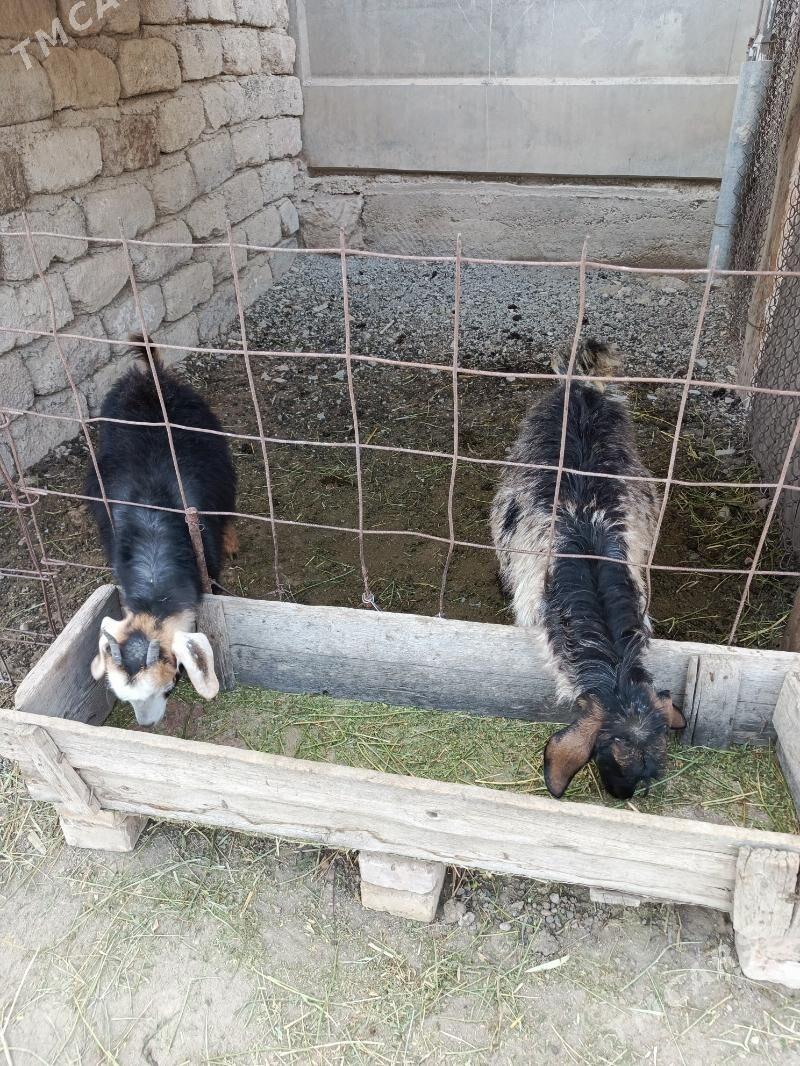 owlak - Büzmeýin - img 1