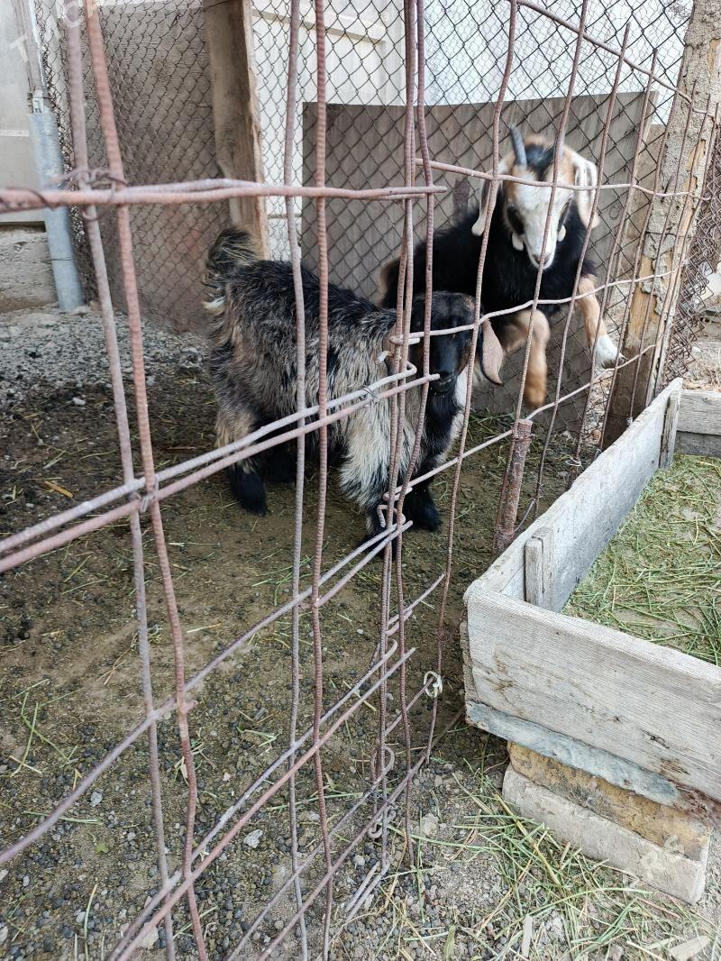 owlak - Büzmeýin - img 3