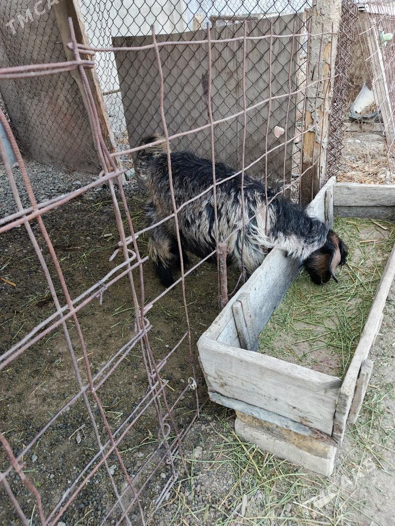 owlak - Büzmeýin - img 2