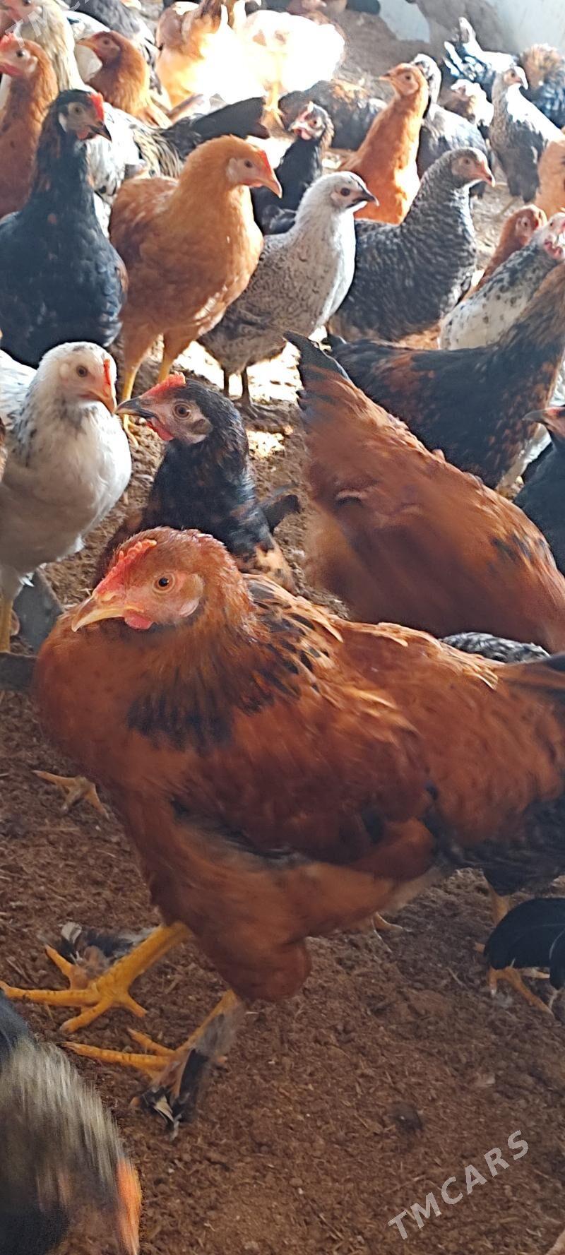 yaş horazlar - Огуз хан - img 3