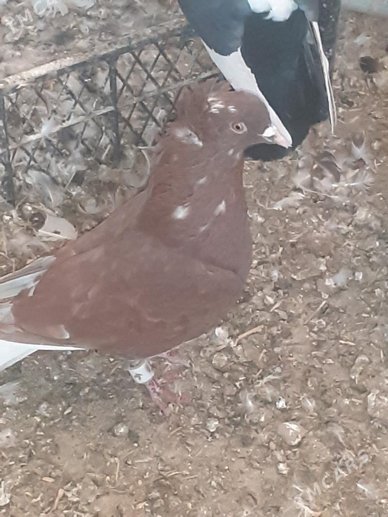 kepderi голуби - Мары - img 2