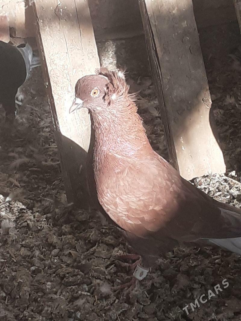 kepderi голуби - Мары - img 3