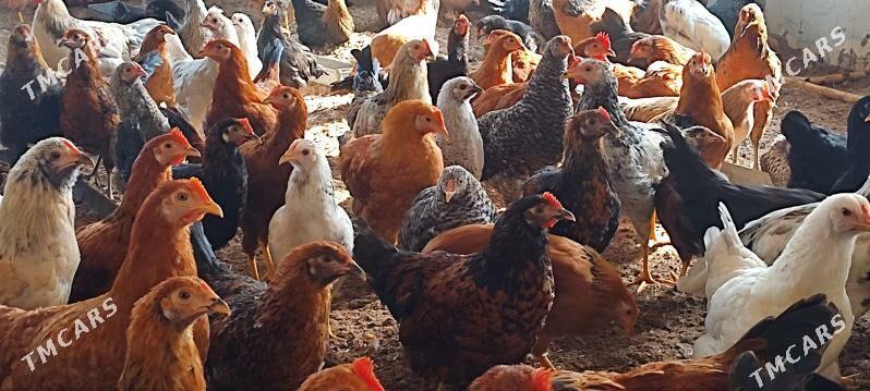 yaş horazlar - Огуз хан - img 2