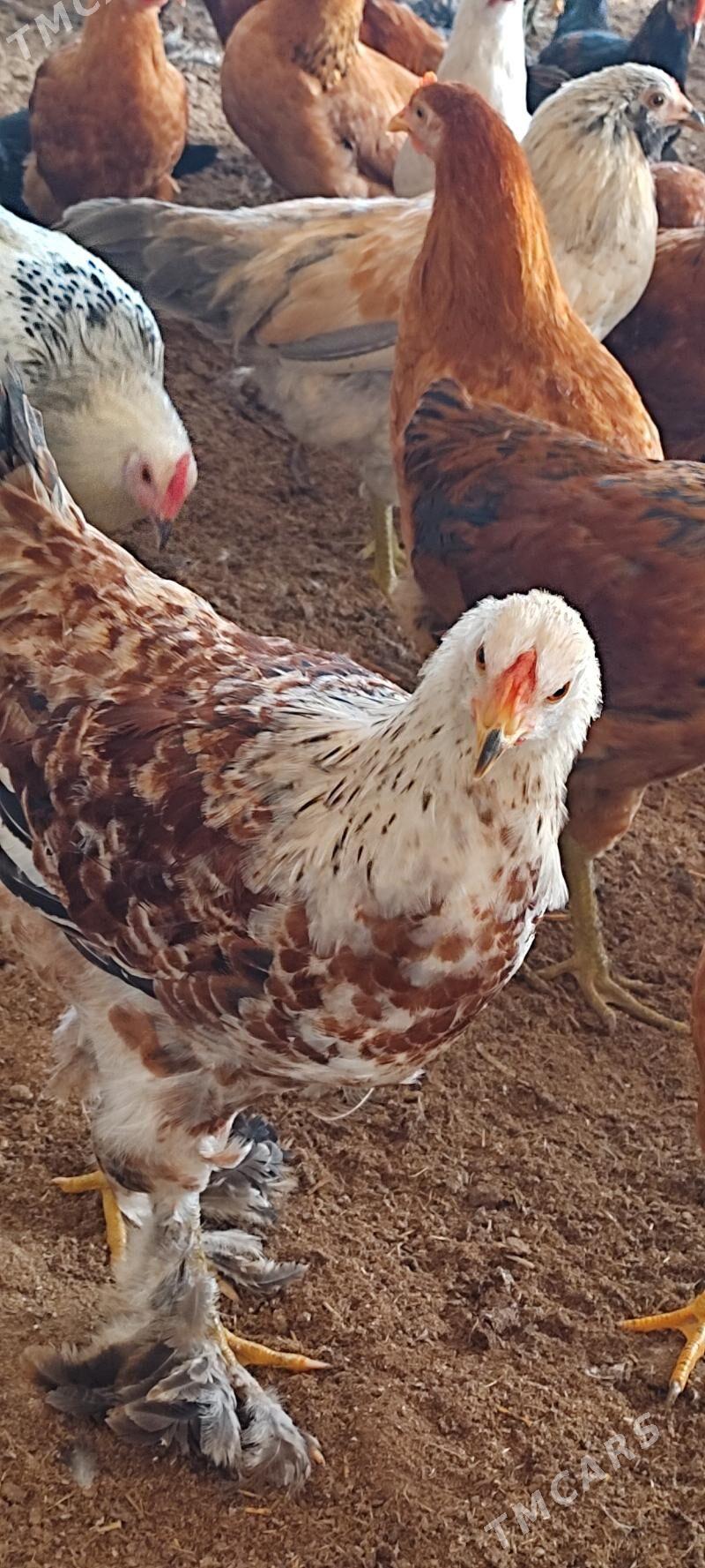 yaş horazlar - Огуз хан - img 1