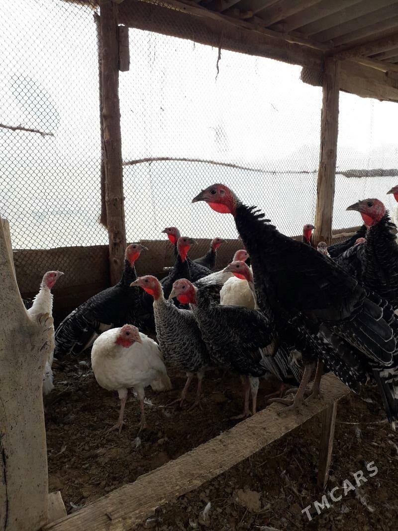 Induk - Бабадайхан - img 2