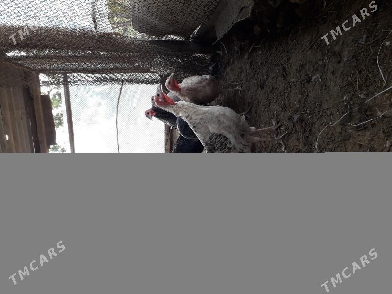 Induk - Бабадайхан - img 1