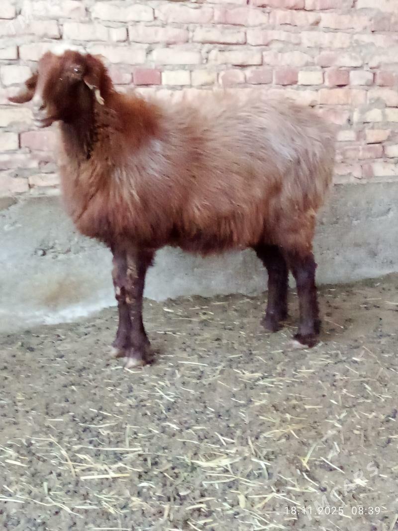 Goýunlar Gissar 2 sanak gurat - Gökdepe - img 4