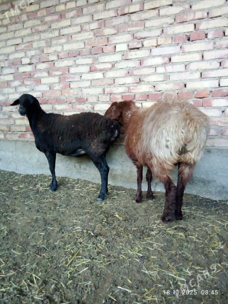 Goýunlar Gissar 2 sanak gurat - Gökdepe - img 2