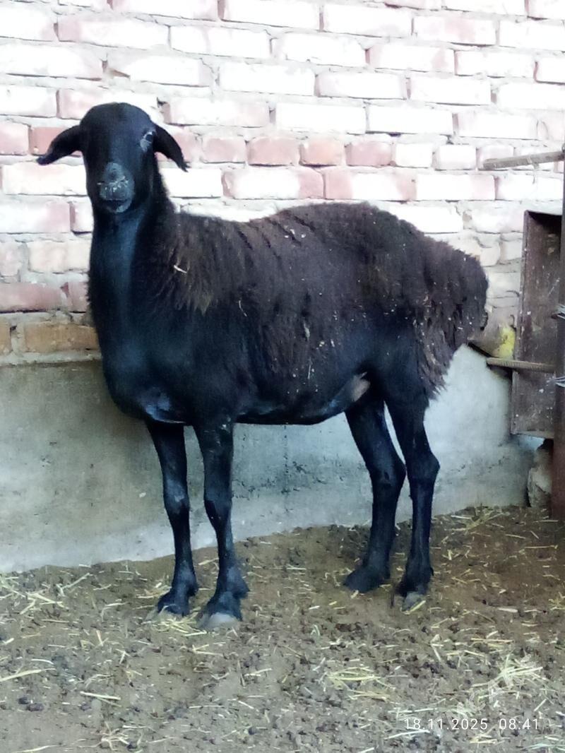 Goýunlar Gissar 2 sanak gurat - Gökdepe - img 3