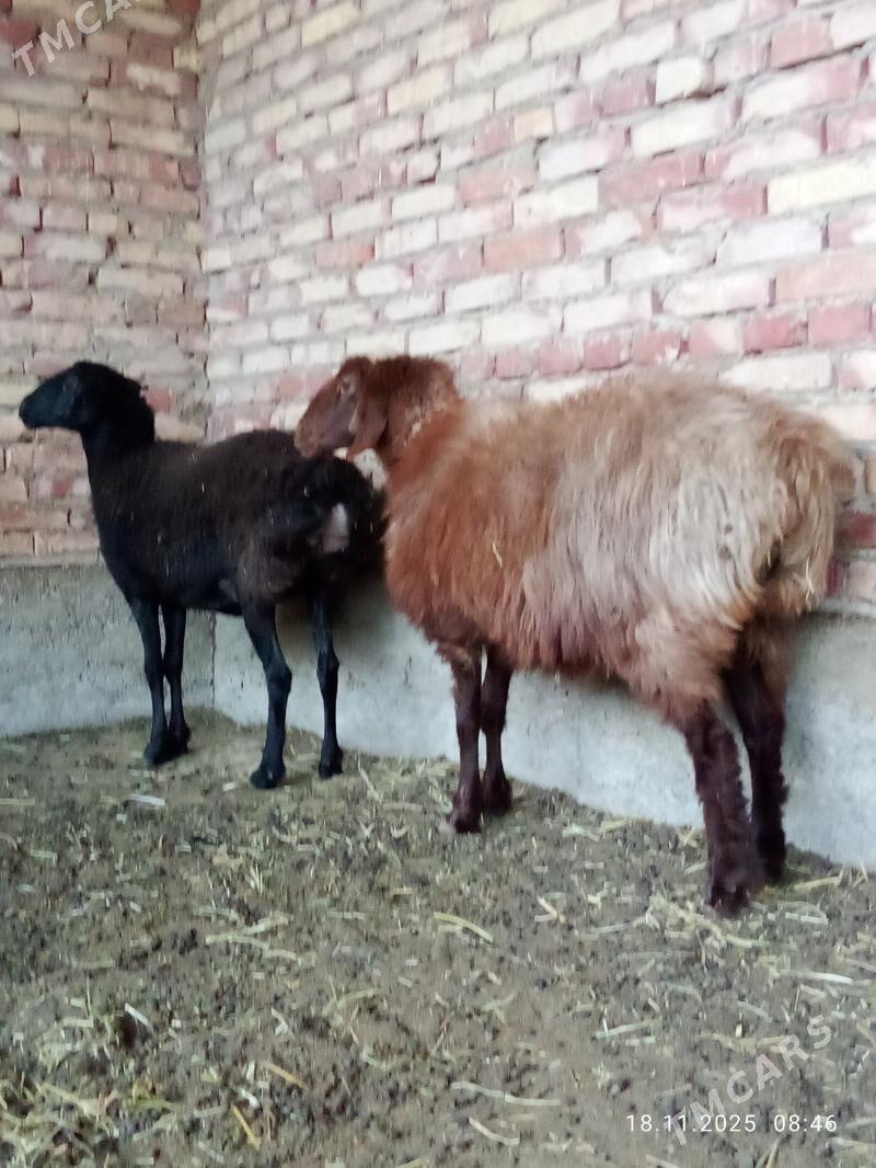 Goýunlar Gissar 2 sanak gurat - Gökdepe - img 5
