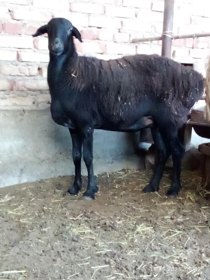 Goýunlar Gissar 2 sanak gurat - Gökdepe - img 9