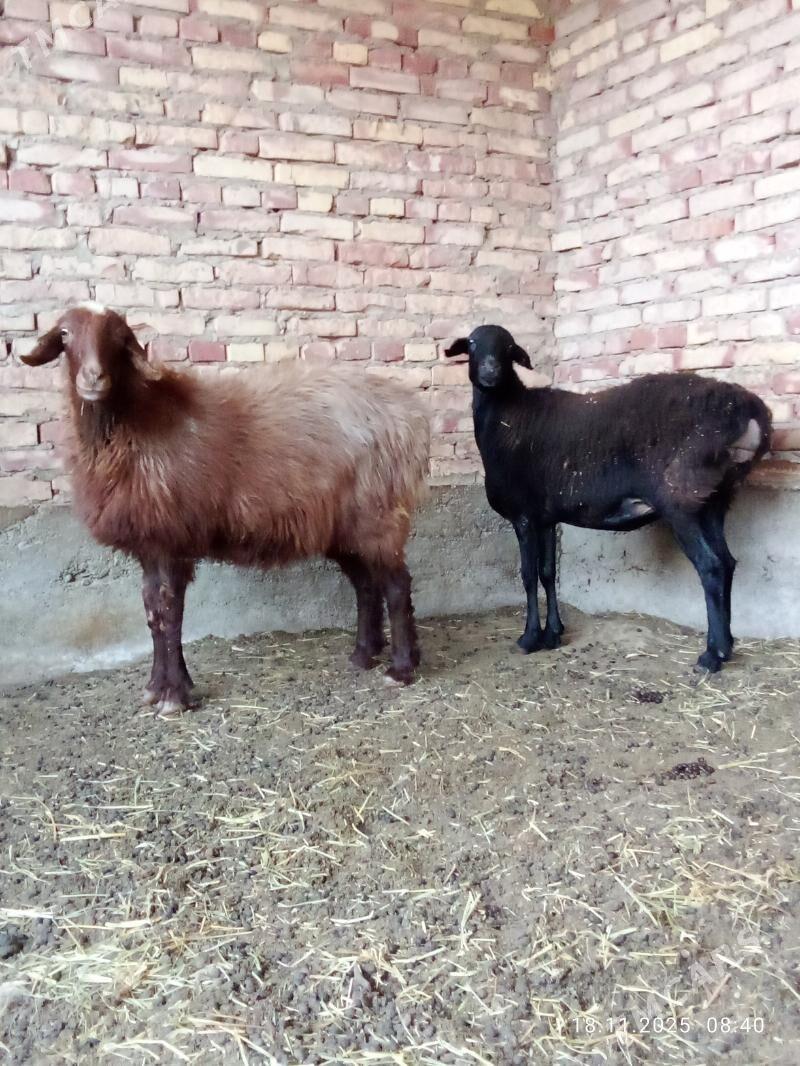 Goýunlar Gissar 2 sanak gurat - Gökdepe - img 10