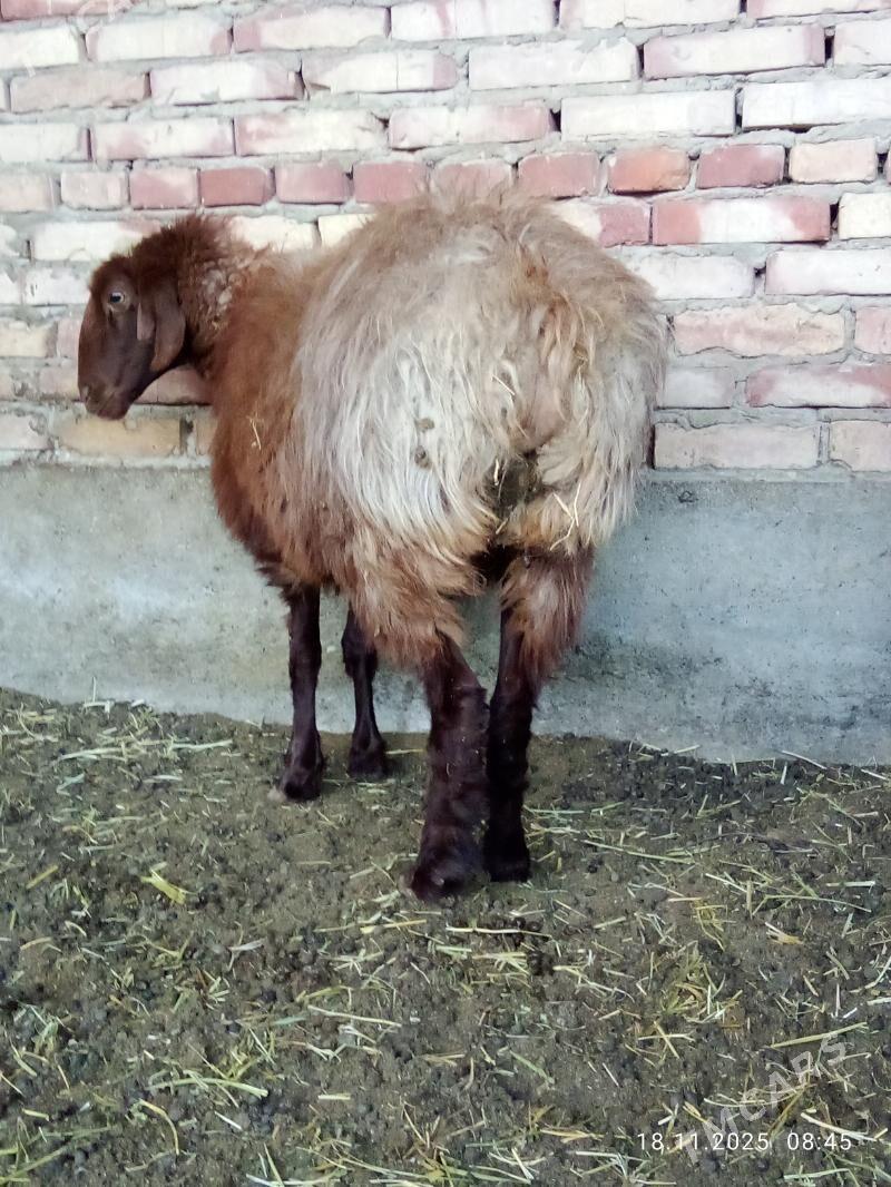 Goýunlar Gissar 2 sanak gurat - Gökdepe - img 8