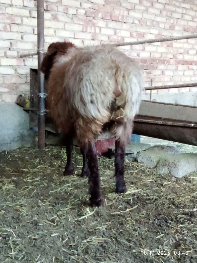 Goýunlar Gissar 2 sanak gurat - Gökdepe - img 7