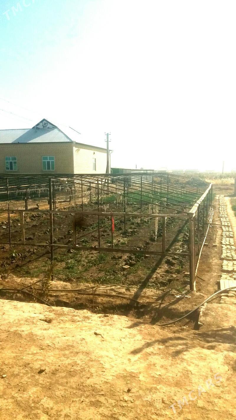 parnik teplissa - Мургап - img 1