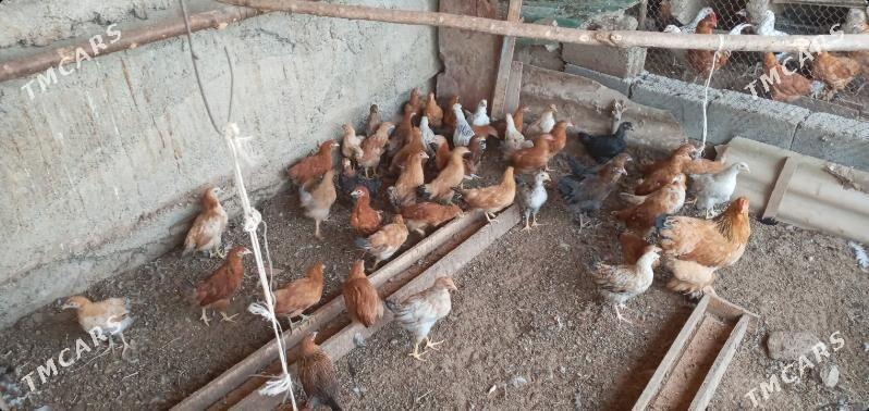 towuk juje - Aşgabat - img 1