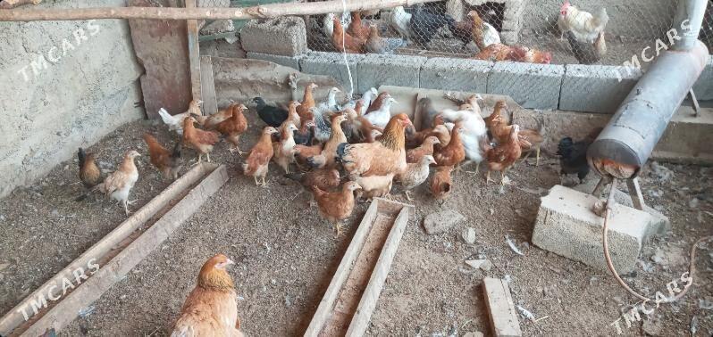 towuk juje - Aşgabat - img 3