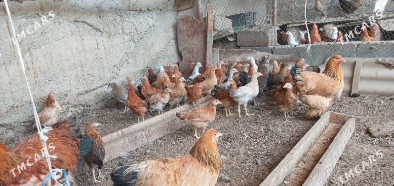 towuk juje - Aşgabat - img 2