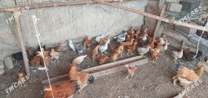 towuk juje - Aşgabat - img 4