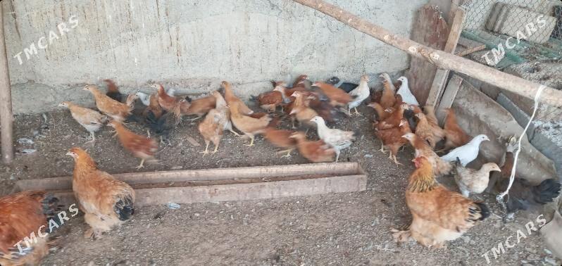 towuk juje - Aşgabat - img 5