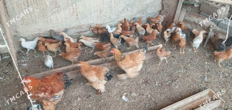 towuk juje - Aşgabat - img 6