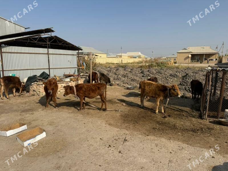 gole  gulajyn - Mary - img 2