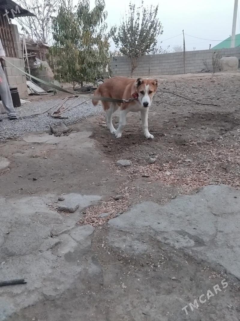 Gujik - Aşgabat - img 4