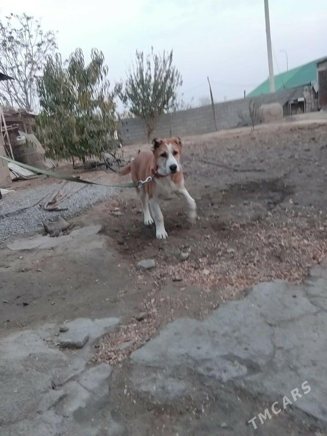 Gujik - Aşgabat - img 2