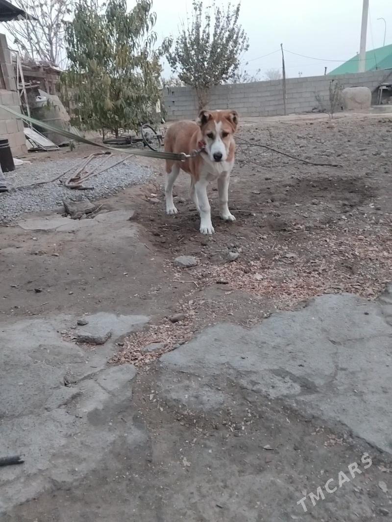 Gujik - Aşgabat - img 3