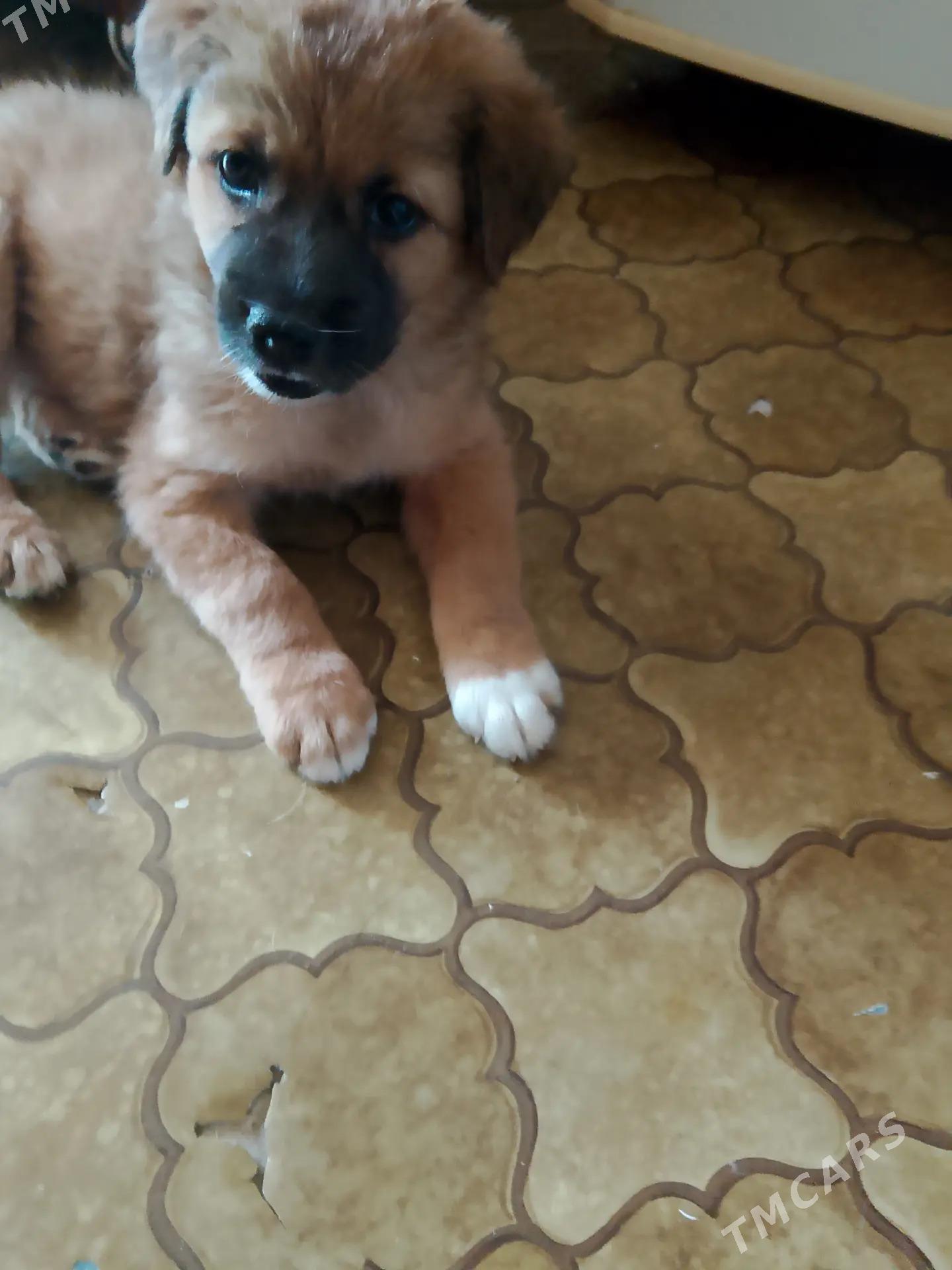 Щенок-мальчик - Türkmenabat - img 1