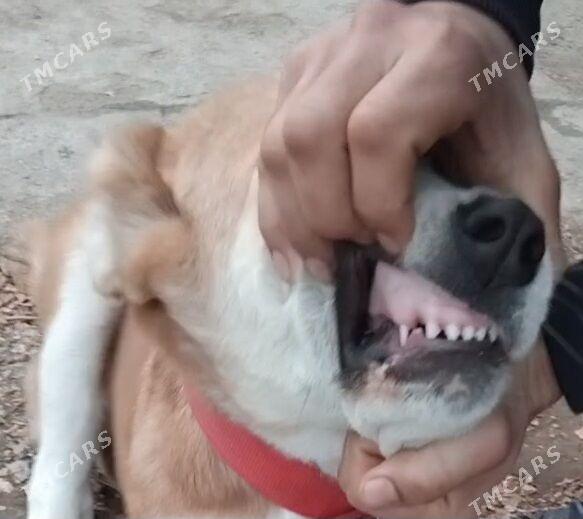 Gujik - Aşgabat - img 6