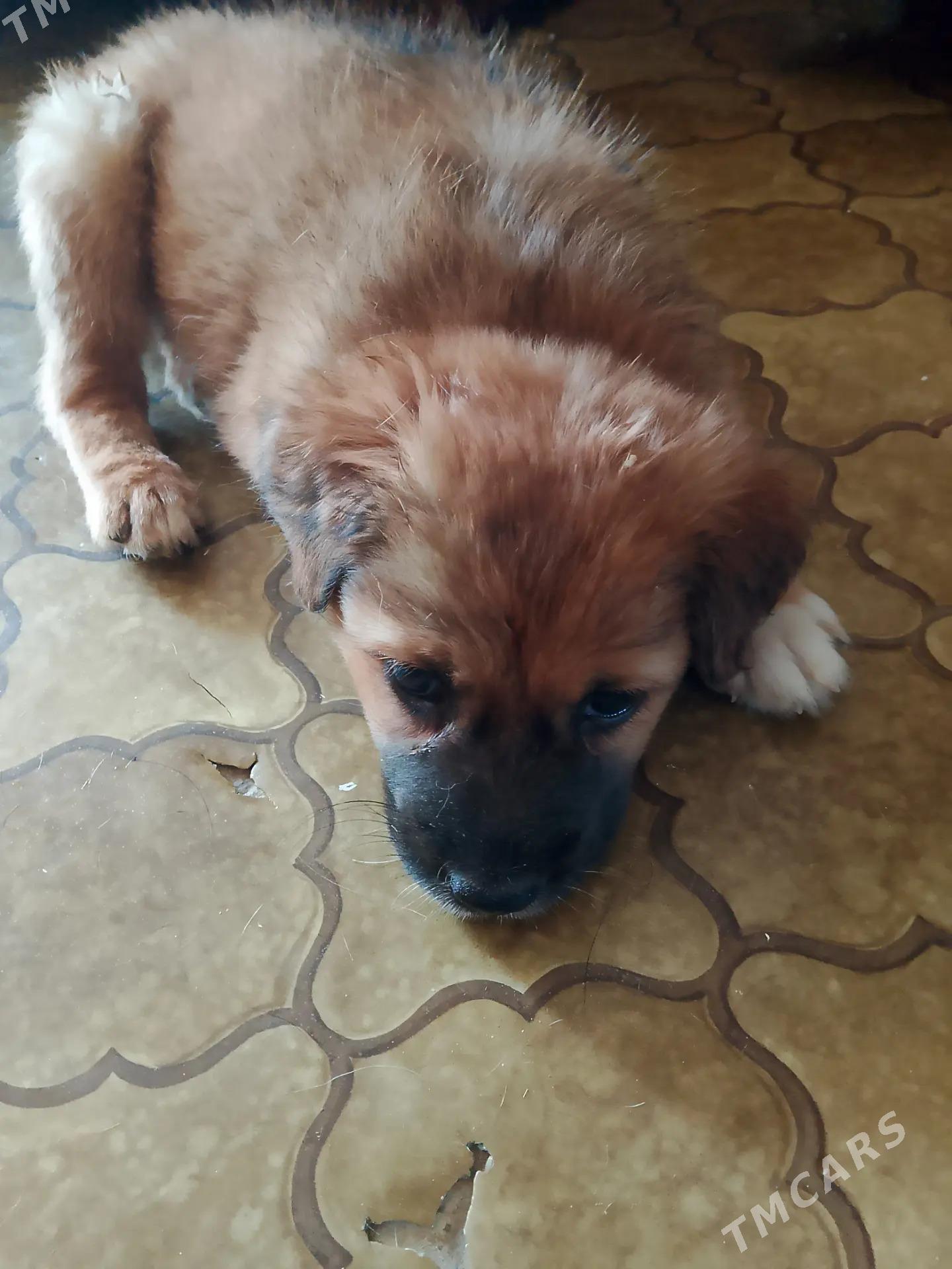 Щенок-мальчик - Türkmenabat - img 2