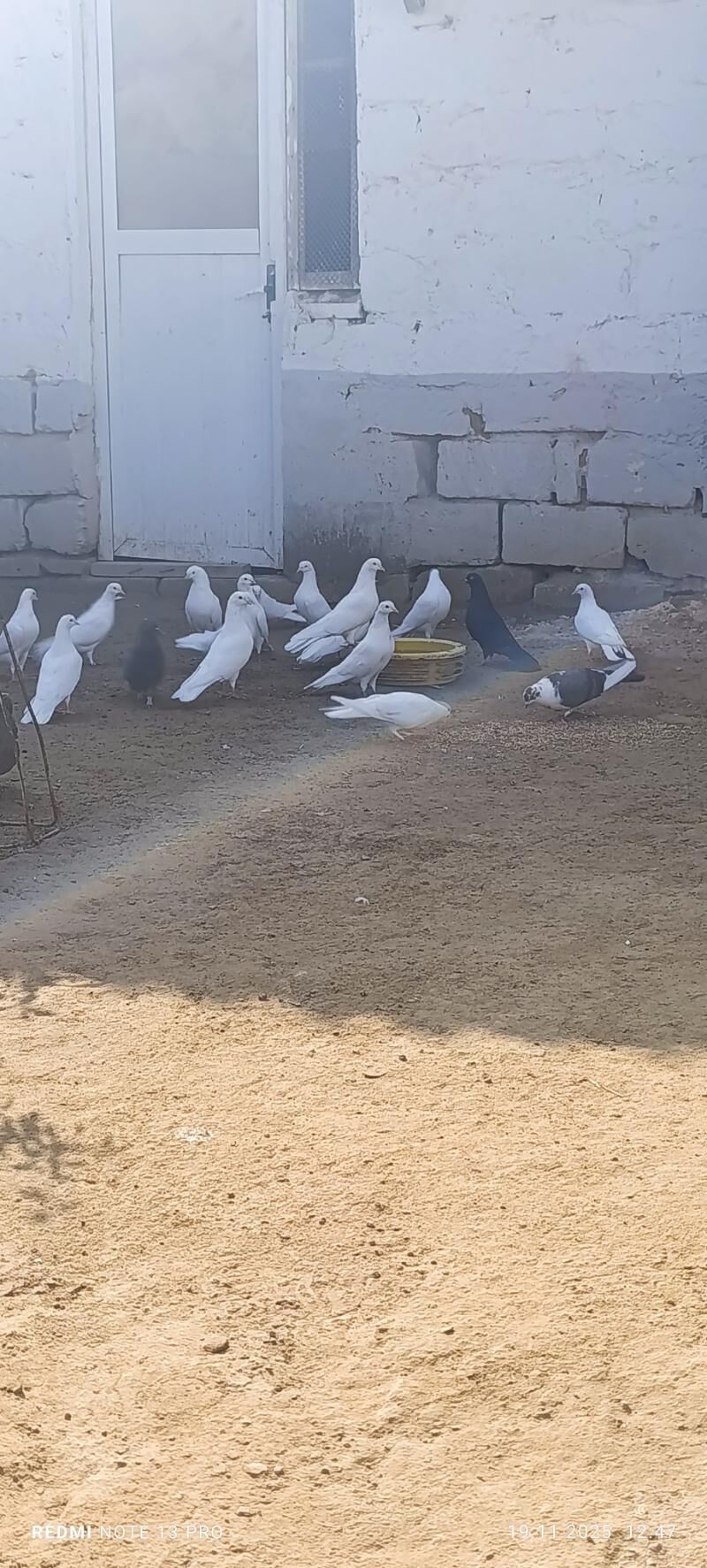 kepter голуби - Туркменбаши - img 3