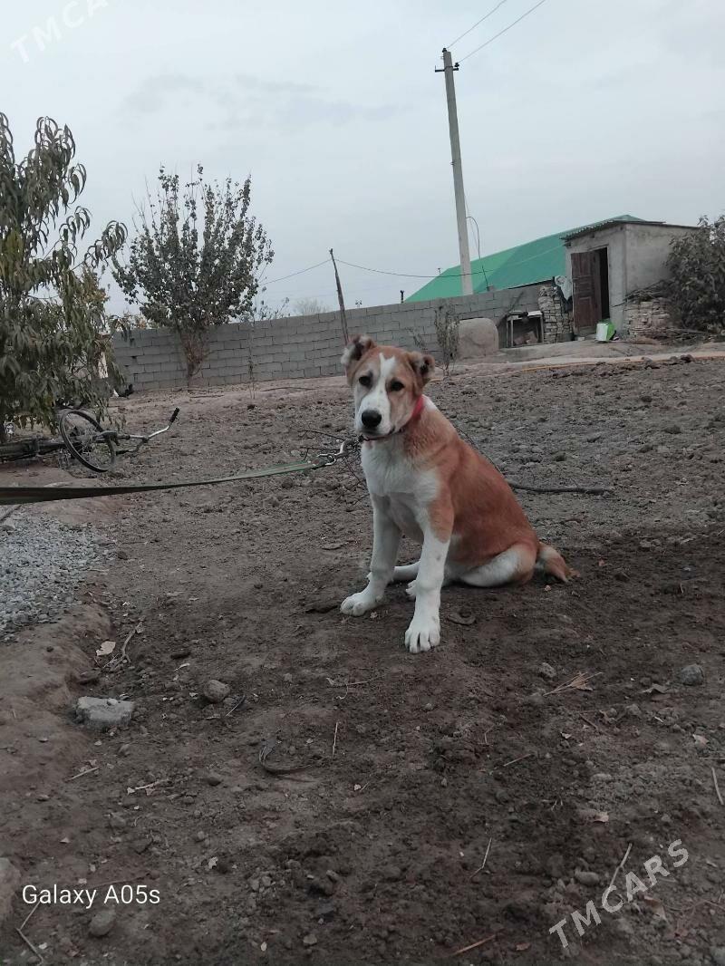 Gujik - Aşgabat - img 5