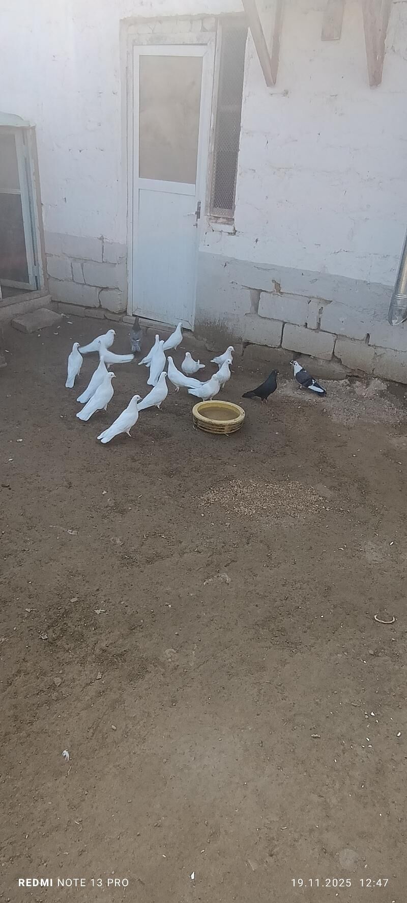 kepter голуби - Туркменбаши - img 4