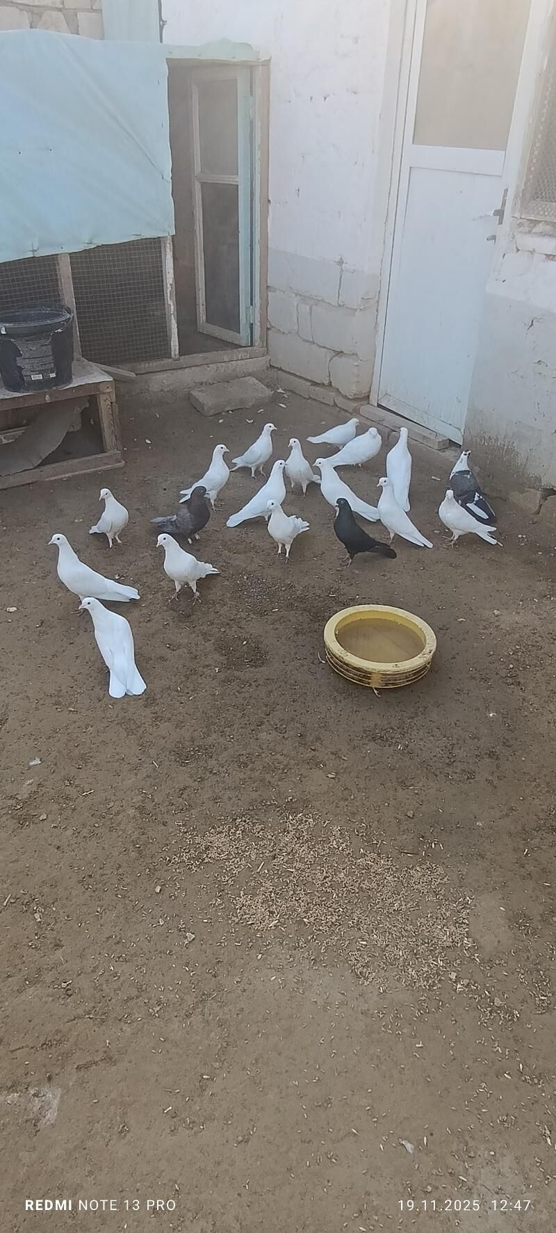kepter голуби - Туркменбаши - img 2