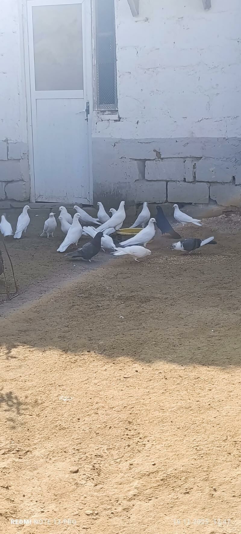 kepter голуби - Туркменбаши - img 5