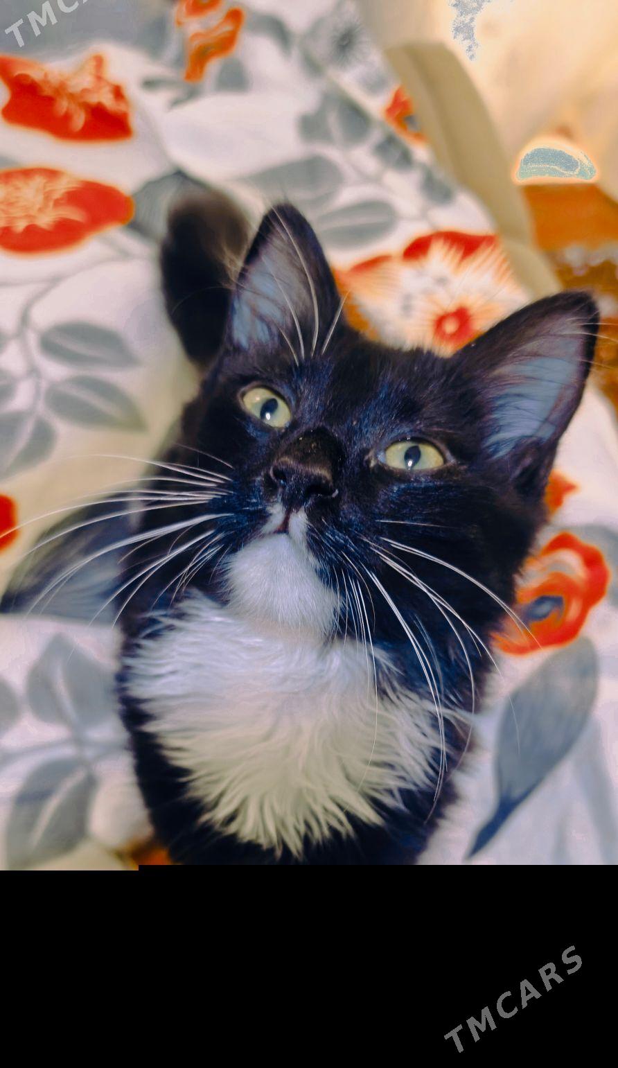 Котёнок - Türkmenabat - img 1