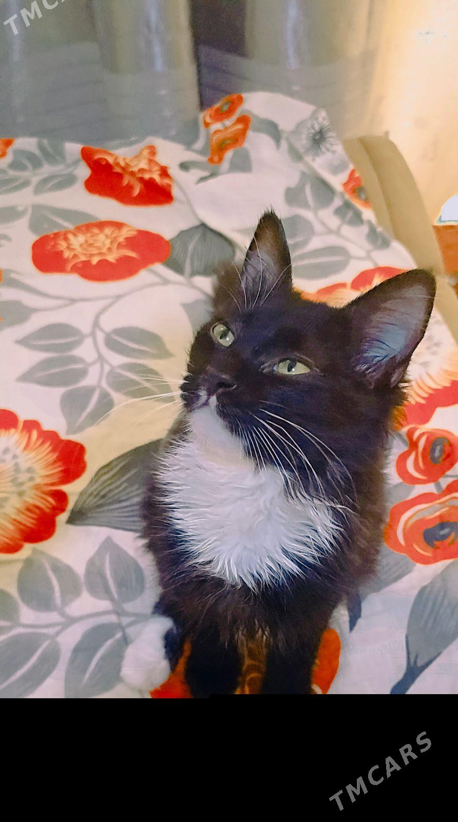 Котёнок - Türkmenabat - img 2