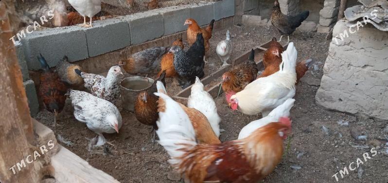 towuk juje - Aşgabat - img 10