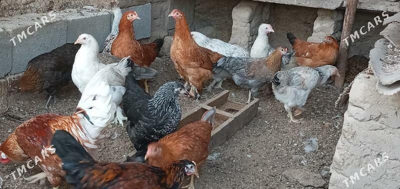 towuk juje - Aşgabat - img 7